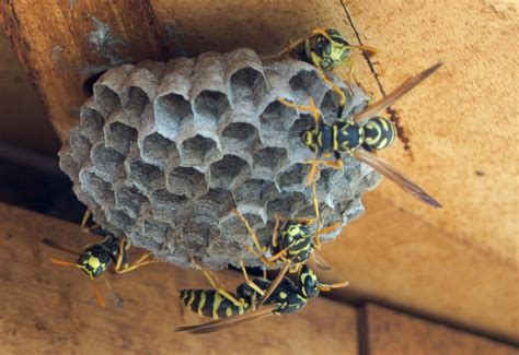 European Paper Wasp Nest in Czech Republic - What's That Bug?