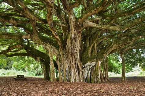 Banyan Tree Seeds for Planting 30 Seeds of Ficus - Etsy