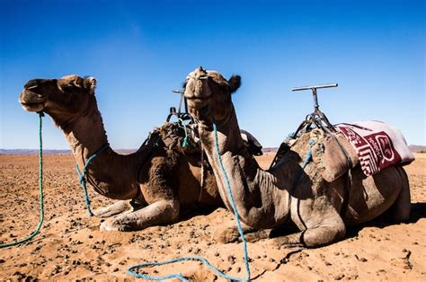 Premium Photo | Dromedaries resting in the desert