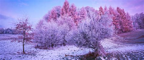Free download 3440x1440 Winter Wallpapers [1920x804] for your Desktop, Mobile & Tablet | Explore ...