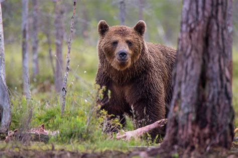 Montana petitions USFWS to delist NCDE grizzly bears