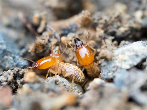 What You Need to Know About Termite Swarming Season in Northern California