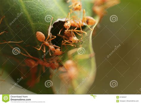 Ants building the nest. stock image. Image of detail - 87495507