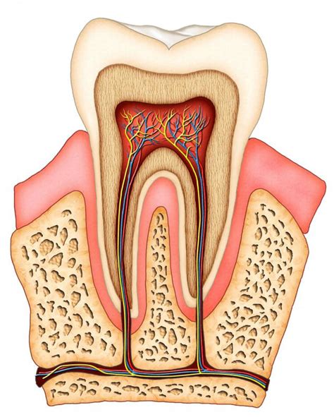 What is Tooth Gel? (with pictures)