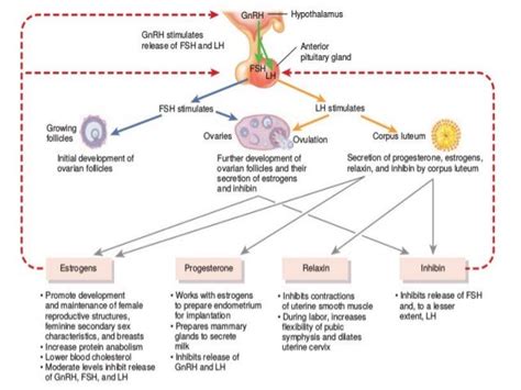 4. Oral contraceptives