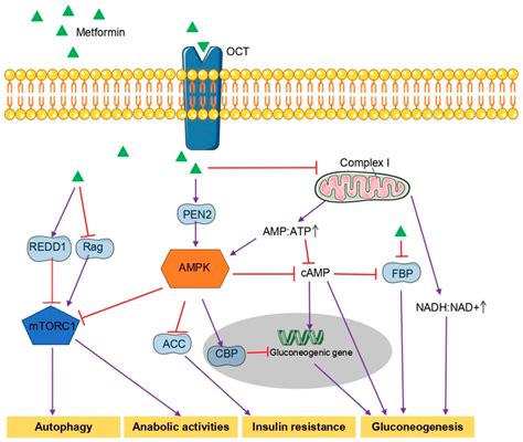 IJMS | Free Full-Text | Actions of Metformin in the Brain: A New Perspective of Metformin ...