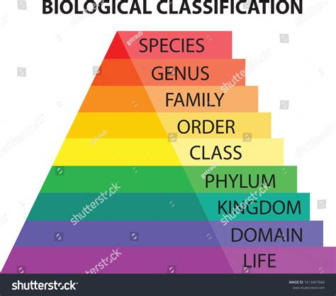 Biological Classification Taxonomy Colorful Diagram Stock Vector ...