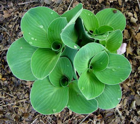 mouse ears hostas | Hostas, Shade plants, Hosta gardens