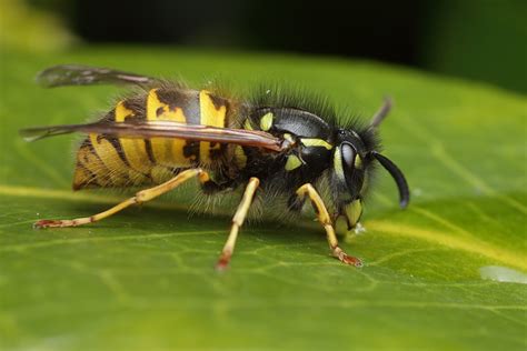 Common wasps - FM Forums