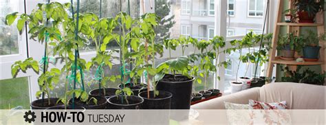 How do I grow vegetables indoors over winter? - Farm and Dairy