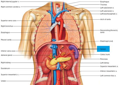 Spleen - Location & Function - Symptoms of Enlarged & Ruptured Spleen in 2021 | Human body ...