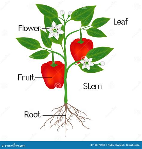 Parts Of Plant. Morphology Of Bean Plant With Purple Fruits, Flowers, Green Leaves And Root ...