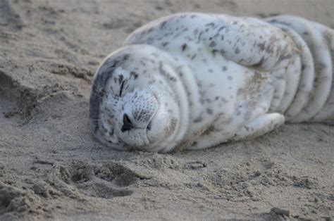 Harbor seal pup - Phoca vitulina | Shooting From The Hip | Seal pup, Harbor seal, Pup