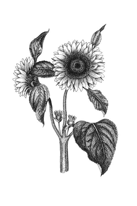 Sunflower Botanical Illustration Botanical Wall Art Black | Etsy | Botanical illustration black ...