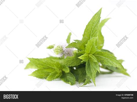 Mint Flowers Image & Photo (Free Trial) | Bigstock