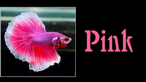 All 12 Colors of Betta Fish are Shown in This Video | Select Your Most ...