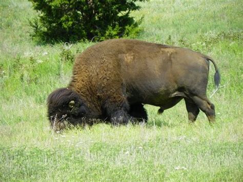 Bison at Wichita Mountains Wildlife Refuge | Wichita mountains, Wildlife refuge, Wildlife