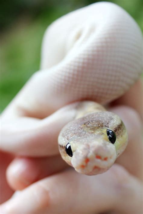 Pin by Maddie MacDonald on Cute animals | Baby snakes, Cute reptiles, Snake photos