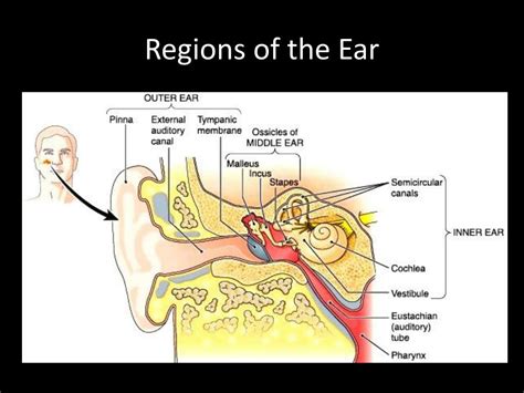 PPT - The Ear Parts, Functions and Hearing Process PowerPoint Presentation - ID:2242895