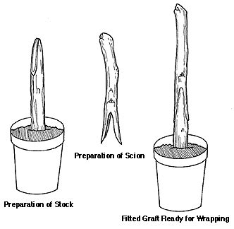 Grafting and Budding Nursery Crop Plants | NC State Extension Publications