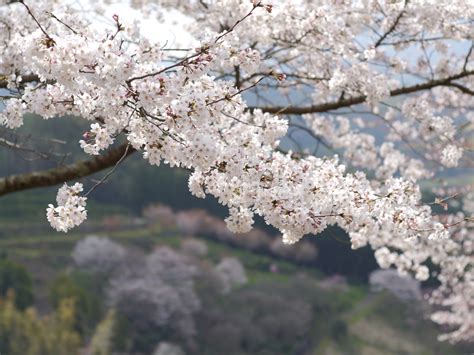 Mountain, Kumamoto, Cherry, Japan, tree, cherry blossom free image | Peakpx