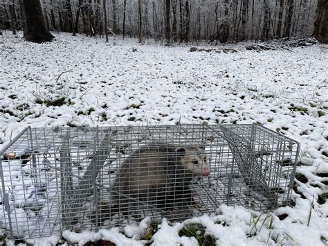 Opossum — Wando Wildlife Removal, LLC