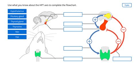 Solved Use what you know about the HPT axis to complete the | Chegg.com