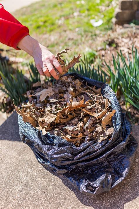 How To Make Leaf Mold – Using Leaf Mold As A Soil Amendment