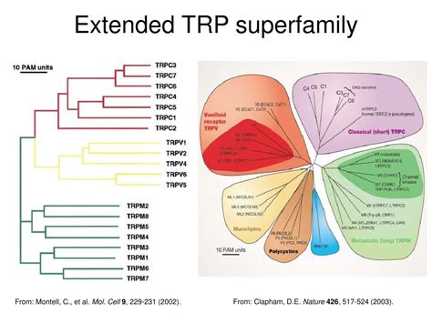 PPT - TRP channels PowerPoint Presentation, free download - ID:3543960