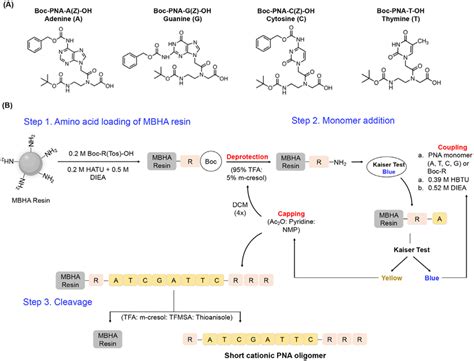 (A) Chemical structure of PNA monomers including Adenine (A), Guanine ...