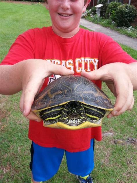 Hey look what he found in his garden. | Children, Animals, Turtle