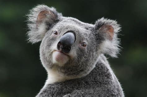 Koala Wallpapers Images Photos Pictures Backgrounds