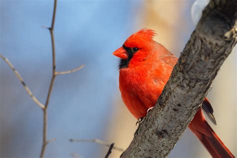 Birds In Illinois: The 35 Most Popular Species You'll Recognize