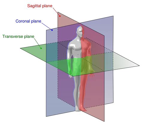 Learn Yoga Anatomy