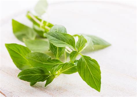 Thai basil leaves stock photo. Image of asia, isolated - 149476222