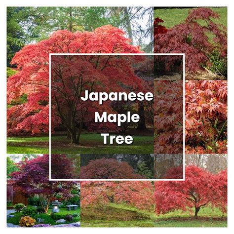 How to Grow Japanese Maple Tree - Plant Care & Tips | NorwichGardener