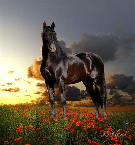 Black Andalusian Stallion (Ganador XL ) Photo by Kevin Kidder | Beautiful horses, Horses ...