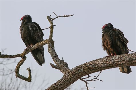 The Seven Species Of New World Vultures - WorldAtlas