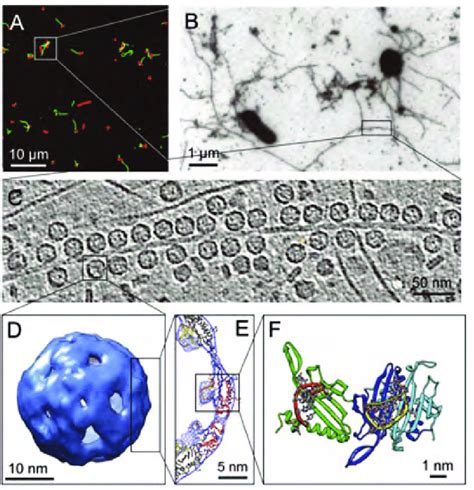 How cryo-electron tomography bridges the resolution gap between light ...