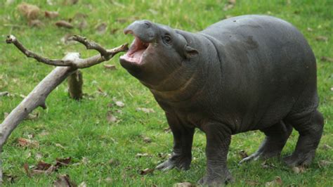 Pygmy Hippopotamus Facts, Habitat, Diet, Life Cycle, Baby, Pictures