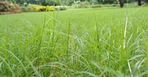 How to Get Rid of Nutsedge in Your Lawn Once & For All - Lawn Chick