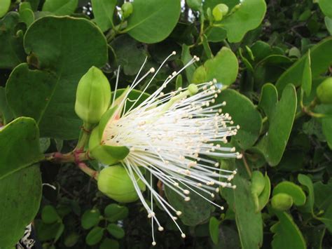 Mangroves in Sri Lanka: Mangroves in Sri Lanka