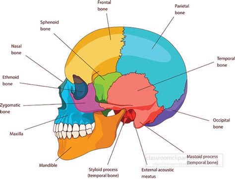 Anatomy Clipart-human skull bones skeleton labeled anatomy clipart