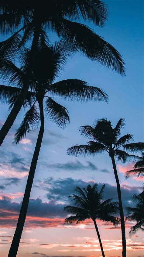 Details more than 70 palm trees aesthetic wallpaper - in.cdgdbentre