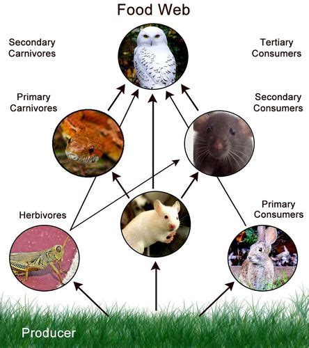 Flow of Energy in Ecosystems | CK-12 Foundation