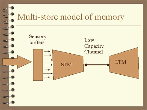 Multi-store model of memory