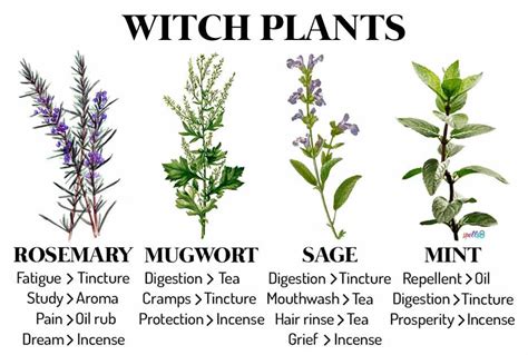 Witch Plants: Herbs & Recipes Every Witch Should Know – Spells8