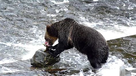 Grizzly Bear salmon fishing - YouTube