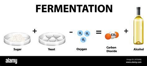 Alcoholic fermentation chemical equation Stock Vector Image & Art - Alamy