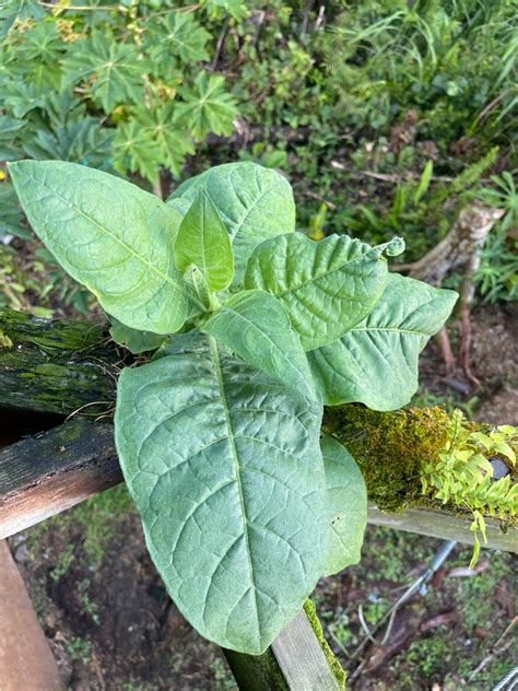 Tobacco Seeds | Etsy